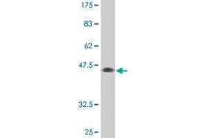 Western Blot detection against Immunogen (45. (MXI1 抗体  (AA 1-182))