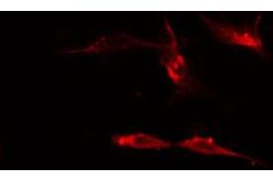 ABIN6274510 staining Hela cells by IF/ICC. (Sema4a 抗体  (Internal Region))