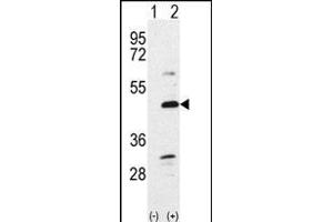 Western blot analysis of Bmp7 (arrow) using rabbit polyclonal Bmp7 Antibody (N-term) (ABIN388457 and ABIN2848828). (BMP7 抗体  (N-Term))