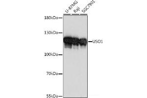 Western blot analysis of extracts of various cell lines using USO1 Polyclonal Antibody at dilution of 1:1000. (USO1 抗体)