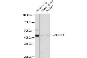 Western Blotting (WB) image for anti-Angiopoietin-Like 4 (ANGPTL4) (AA 26-406) antibody (ABIN3015827)