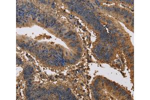 Immunohistochemistry (IHC) image for anti-Potassium Voltage-Gated Channel, Subfamily G, Member 1 (KCNG1) antibody (ABIN2434874) (KCNG1 抗体)