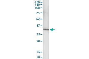 Immunoprecipitation (IP) image for anti-Nudix (Nucleoside Diphosphate Linked Moiety X)-Type Motif 6 (NUDT6) (AA 1-316) antibody (ABIN524589)