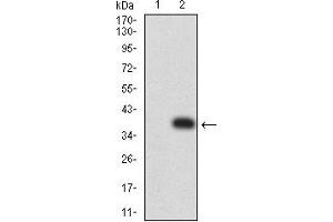 Western blot analysis using CCL4 mAb against HEK293 (1) and CCL4 (AA: 24-92)-hIgGFc transfected HEK293 (2) cell lysate. (CCL4 抗体  (AA 24-92))