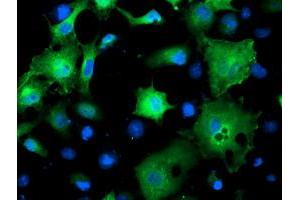 Anti-SMS mouse monoclonal antibody (ABIN2454719) immunofluorescent staining of COS7 cells transiently transfected by pCMV6-ENTRY SMS (RC200619). (SMS 抗体)