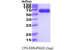 SDS-PAGE (SDS) image for Immunoglobulin Superfamily, Member 8 (IGSF8) (AA 28-579) protein (His tag) (ABIN6388068) (IGSF8 Protein (AA 28-579) (His tag))