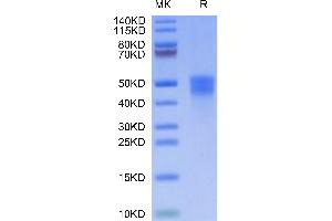 SDS-PAGE (SDS) image for Colony Stimulating Factor 1 (Macrophage) (CSF1) (AA 33-255) protein (His tag) (ABIN7274421)