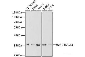 Western blot analysis of extracts of various cell lines using HuR / ELAVL1 Polyclonal Antibody at dilution of 1:1000. (ELAVL1 抗体)
