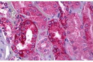 Anti-NAPE-PLD antibody IHC staining of human kidney. (NAPEPLD 抗体  (AA 6-20))