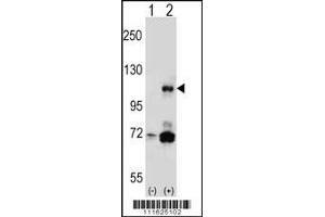 Western blot analysis of PIK3CB using rabbit polyclonal P using 293 cell lysates (2 ug/lane) either nontransfected (Lane 1) or transiently transfected (Lane 2) with the PIK3CB gene.