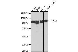 Western blot analysis of extracts of various cell lines using FIP1L1 Polyclonal Antibody at dilution of 1:1000. (FIP1L1 抗体)