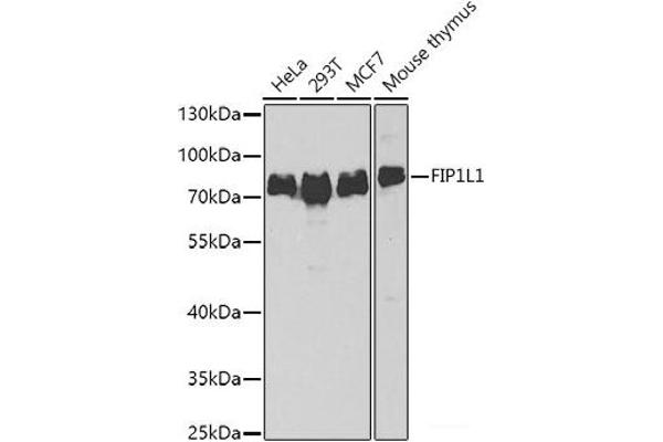 FIP1L1 抗体