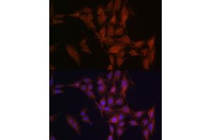 Immunofluorescence analysis of C6 cells using NFS1 Rabbit pAb (ABIN6130225, ABIN6144595, ABIN6144597 and ABIN6222373) at dilution of 1:100 (40x lens). (NFS1 抗体  (AA 208-457))