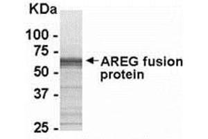 Western Blotting (WB) image for anti-Amphiregulin (AREG) (AA 100-184) antibody (ABIN2468195) (Amphiregulin 抗体  (AA 100-184))