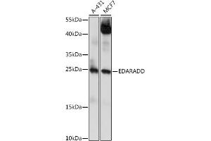Western blot analysis of extracts of various cell lines, using EDARADD antibody (ABIN7266900) at 1:1000 dilution. (EDARADD 抗体  (AA 1-215))