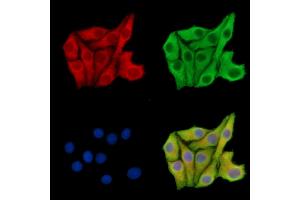 anti-Retrotransposon-Like 1 (RTL1) antibody
