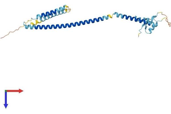 CENPK Protein (AA 1-271) (His tag)