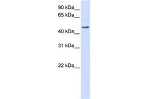 Image no. 1 for anti-Regulator of G-Protein Signaling 11 (RGS11) (AA 360-409) antibody (ABIN6744360) (RGS11 抗体  (AA 360-409))