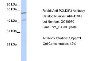 Western Blotting (WB) image for anti-Polymerase (DNA-Directed), delta Interacting Protein 3 (POLDIP3) (C-Term) antibody (ABIN310103) (POLDIP3 抗体  (C-Term))