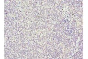 Immunohistochemistry of paraffin-embedded human tonsil tissue using ABIN7155205 at dilution of 1:100 (HMGB1 抗体  (AA 8-179))