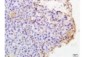 Formalin-fixed and paraffin embedded rat pancreas labeled with Rabbit Anti PAR4 Polyclonal Antibody, Unconjugated (ABIN673224) at 1:200 followed by conjugation to the secondary antibody and DAB staining (F2RL3 抗体  (AA 320-343))