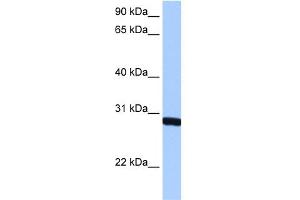 WB Suggested Anti-SMN1 Antibody  Titration: 0. (SMN1 抗体  (N-Term))