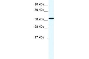 Western Blotting (WB) image for anti-Annexin A7 (ANXA7) antibody (ABIN2461377) (Annexin VII 抗体)