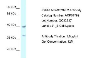 Western Blotting (WB) image for anti-Stomatin (EPB72)-Like 2 (STOML2) (C-Term) antibody (ABIN2788905)
