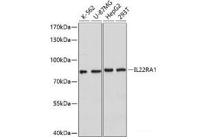Western blot analysis of extracts of various cell lines using IL22RA1 Polyclonal Antibody at dilution of 1:1000. (IL22 Receptor alpha 1 抗体)