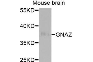 Western blot analysis of extracts of mouse brain, using GNAZ antibody. (GNaZ 抗体)