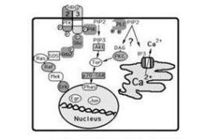 Image no. 2 for anti-Receptor Tyrosine-Protein Kinase ErbB-3 (ERBB3) (AA 128-3), (C-Term) antibody (ABIN100396) (ERBB3 抗体  (C-Term))