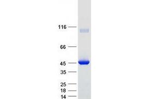Western Blotting (WB) image for Pipecolic Acid Oxidase (PIPOX) protein (Myc-DYKDDDDK Tag) (ABIN2731401)