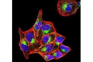 Immunofluorescence analysis of Hela cells using PSAP mouse mAb (green). (Prosaposin 抗体  (AA 17-216))
