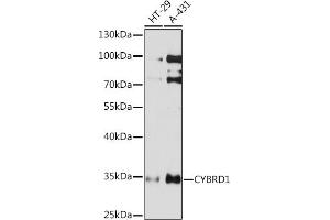 Western blot analysis of extracts of various cell lines, using CYBRD1 Rabbit pAb (ABIN7266627) at 1:1000 dilution. (Cytochrome B Reductase 1 抗体  (AA 215-286))