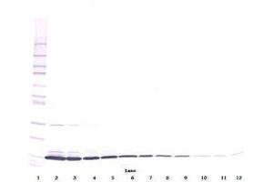 Image no. 3 for anti-Interleukin 3 (IL-3) antibody (ABIN464896) (IL-3 抗体)