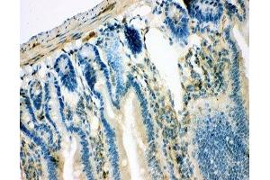 IHC-P: IRS1 antibody testing of mouse intestine tissue
