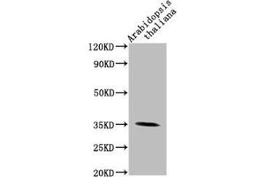 Western Blot Positive WB detected in: Arabidopsis thaliana lysate All lanes: PAP1 antibody at 1:2000 Secondary Goat polyclonal to rabbit IgG at 1/50000 dilution Predicted band size: 35 kDa Observed band size: 35 kDa (PAP1 (AA 56-318) 抗体)