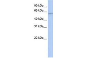 Image no. 1 for anti-Copine IV (CPNE4) (AA 107-156) antibody (ABIN6743652) (Copine IV 抗体  (AA 107-156))