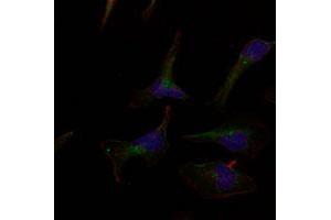 Immunofluorescence staining of methanol-fixed HeLa cells using ERBB3 polyclonal antibody (Cat # PAB12231, Red). (ERBB3 抗体  (Tyr1328))