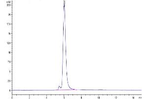 The purity of Mouse CDCP1 is greater than 95 % as determined by SEC-HPLC.