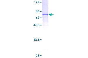 GNA13 Protein (AA 1-377) (GST tag)