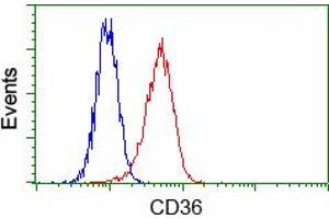 Flow cytometric analysis of Hela cells, using anti-CD36 antibody (ABIN2452887), (Red) compared to a nonspecific negative control antibody (TA50011) (Blue). (CD36 抗体)
