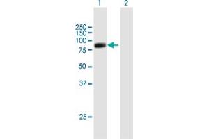 Western Blot analysis of RFX2 expression in transfected 293T cell line by RFX2 MaxPab polyclonal antibody. (RFX2 抗体  (AA 1-723))