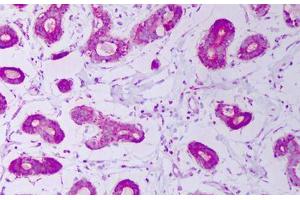 Anti-HSPE1 / CPN10 antibody IHC staining of human breast. (HSPE1 抗体)