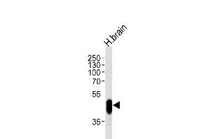 Western blot analysis of lysate from human brain tissue lysate, using PFTK1 Antibody (N-term P82) (ABIN390748 and ABIN2841011). (CDK14 抗体  (N-Term))