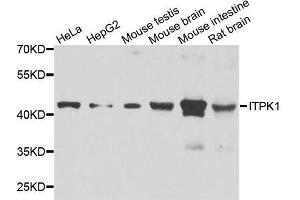 Western blot analysis of extracts of various cell lines, using ITPK1 antibody. (ITPK1 抗体  (AA 185-414))