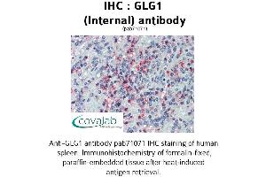 Image no. 1 for anti-Golgi Glycoprotein 1 (GLG1) (Internal Region) antibody (ABIN1734715) (GLG1 抗体  (Internal Region))