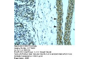 Human Smooth Muscle (HOXD12 抗体  (N-Term))