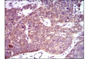 Immunohistochemistry (IHC) image for anti-phosphodiesterase 1B, Calmodulin-Dependent (PDE1B) (AA 370-536) antibody (ABIN1724781)