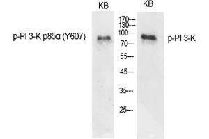 Western Blot analysis of various cells using Phospho-PI 3-kinase p85α (Y607) Polyclonal Antibody diluted at 1:1000. (PIK3R1 抗体  (pTyr607))